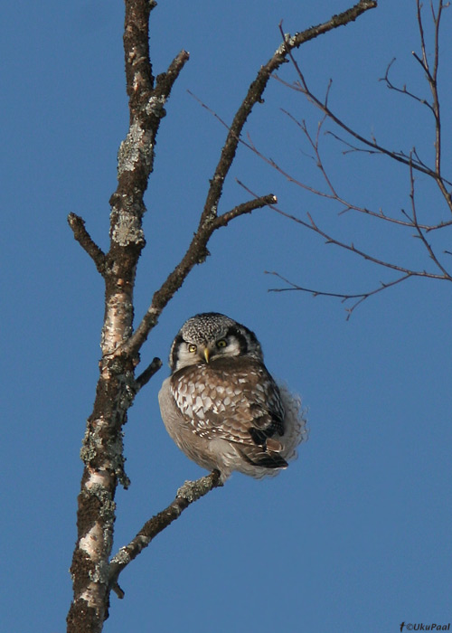 Vöötkakk (Surnia ulula)
Adaka, Lääne-Virumaa, 22.03.2009

UP
Keywords: hawk owl