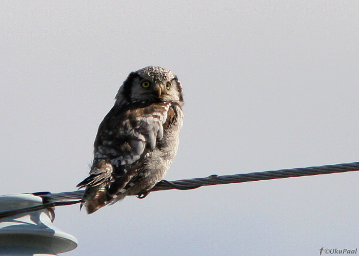 Vöötkakk (Surnia ulula)
Lapimaa, Soome, juuni 2008. Lapimaa kakkudele on 2008 olnud halb pesitsusaasta. Selle linnu leidmine oli puhas õnn.
Keywords: hawk owl