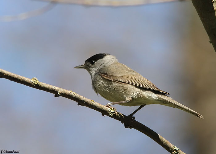 Mustpea-põõsalind (Sylvia atricapilla)
Põlvamaa, 2.5.2010

UP
Keywords: blackcap