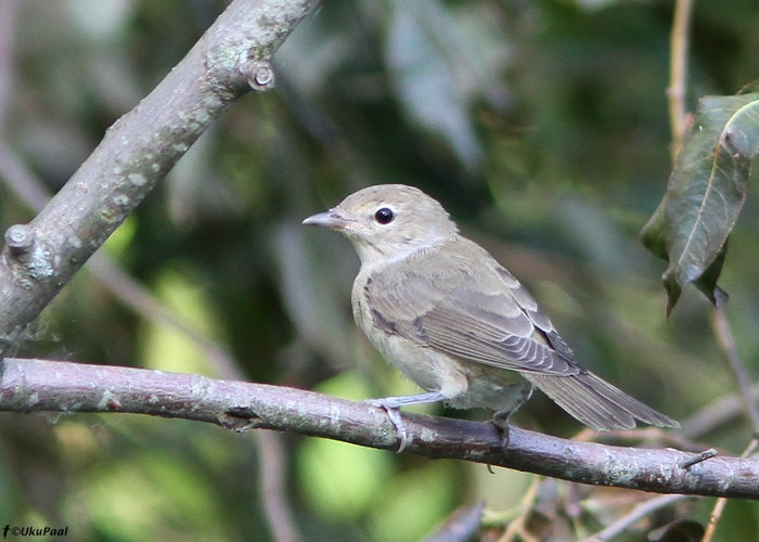 Aed-põõsalind (Sylvia borin)
Tartumaa, august 2010

UP
Keywords: garden warbler