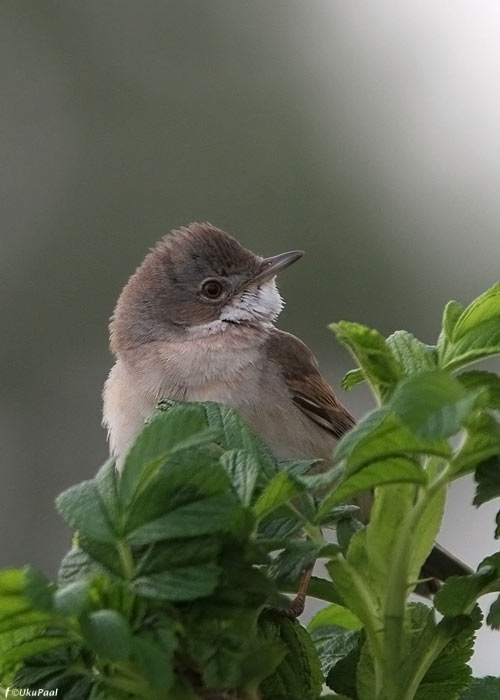 Pruunselg-põõsalind (Sylvia communis)
Saaremaa, juuni 2012

UP
Keywords: whitethroat