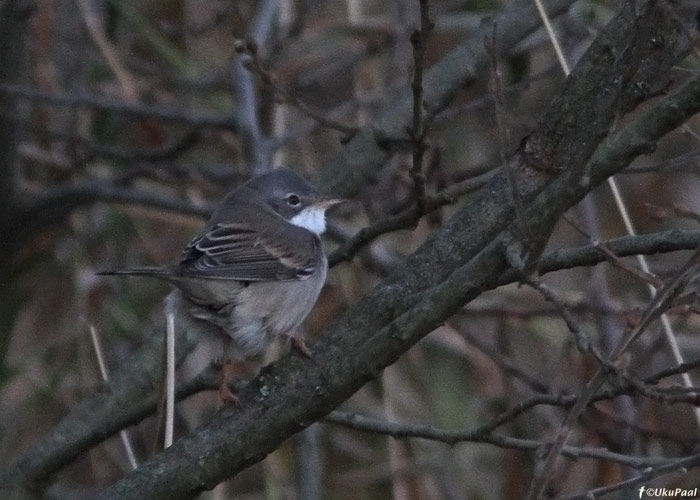 Pruunselg-põõsalind (Sylvia communis)
Haaslava, Tartumaa, 19.11.2012. Eesti hiliseim leid. Eelmine hiliseim isend leiti 27.10.1980 Sõrve säärel. Tüüpiliselt lahkub see liik meilt septembri keskpaigaks ja üksikuid viimaseid linde nähakse oktoobri esimestel päevadel. Seega on tegemist väga erakordse vaatlusega.  Veelgi huvitavam on selle linnu päritolu, kuna linnu välimus meenutab enim idapoolseid taksoneid, kelle eristamine antud fotode põhjal pole võimalik.

UP
Keywords: common whitethroat