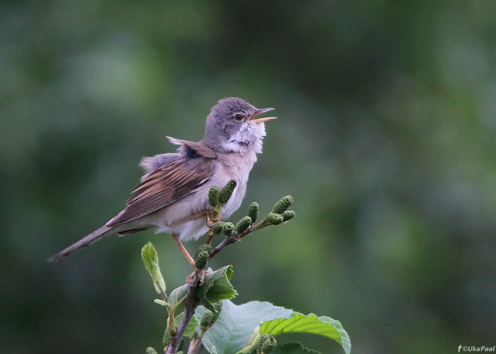 Pruunselg-põõsalind (Sylvia communis)
Tatumaa, juuni 2011

UP
Keywords: common whitethroat