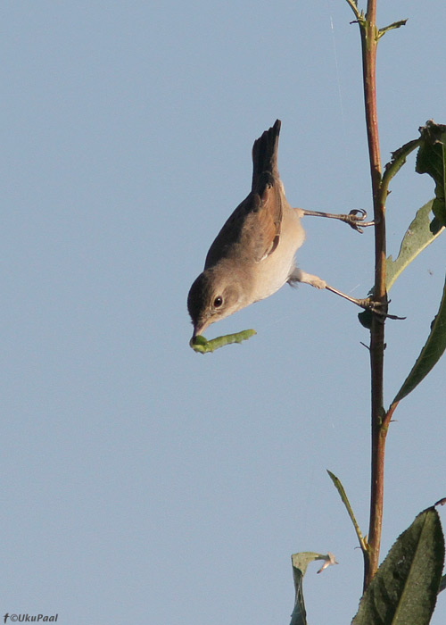 Pruunselg-põõsalind (Sylvia communis)
Tartumaa, august 2013

UP
Keywords: common whitethroat