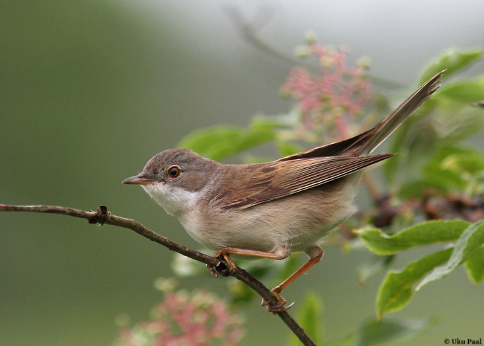 Pruunselg-põõsalind (Sylvia communis)
Lääne-Virumaa, mai 2014

UP
Keywords: common whitethroat