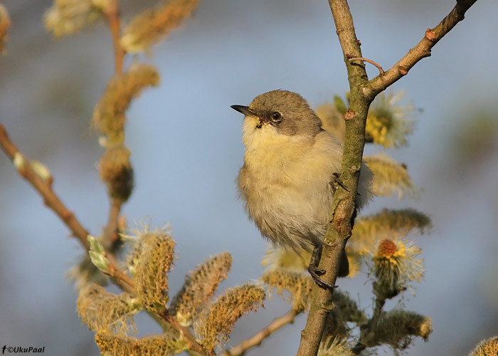 Väike-põõsalind (Sylvia curruca)
Ristna, Hiiuumaa, mai 2010. Linnu kollakas tonaalsus on tingitud õietolmuga määrdumisest.

UP
Keywords: lesser whitethroat