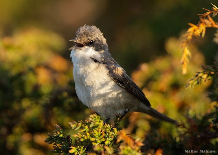 Väike-põõsalind (Sylvia curruca)
Aksi saar, mai 2009

Mallor Malmre
Keywords: lesser whitethroat