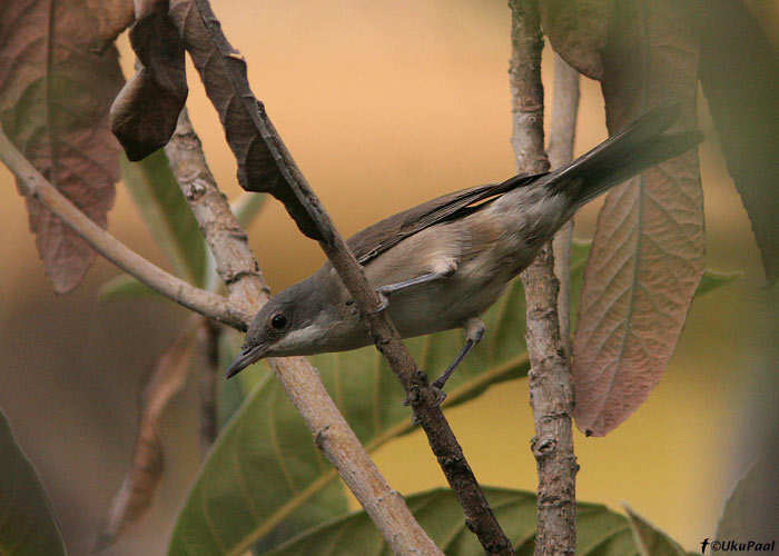 Laulu-põõsalind (Sylvia hortensis crassirostris)
Alanya, august 2008
Keywords: eastern orphean warbler