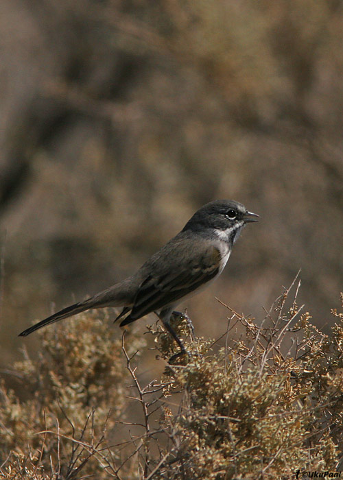 Amphispiza belli
Petroleum Club Road, California

UP
Keywords: sage sparrow