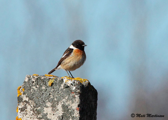 Kaelustäks (Saxicola torquata rubicola/hibernans)
Sõrve säär, Saaremaa, 8.-10.4.2011. Eesti 21. vaatlus.

Mati Martinson
Keywords: stonechat