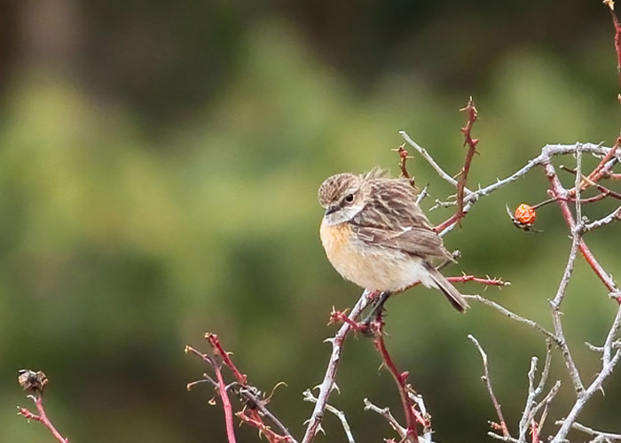 Kaelustäks (Saxicola torquata)
Ristna, Hiiumaa, 3.4.2010

Risto Lammin-Soila
Keywords: stonechat