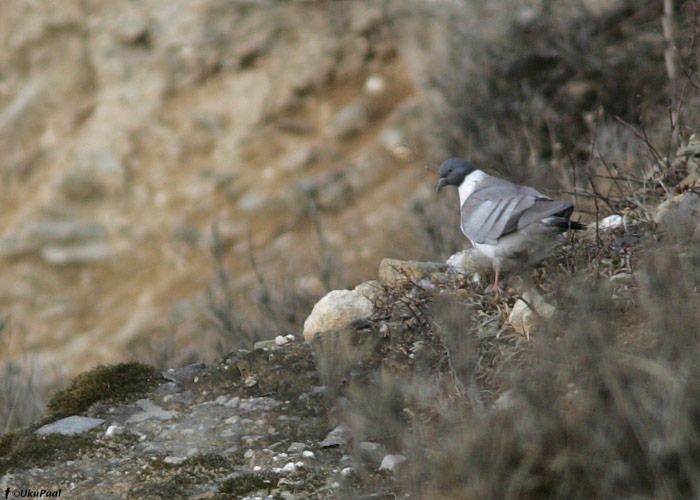 Lumetuvi (Columba leuconota) 
Sela Pass, märts 2010

UP
Keywords: snow pigeon