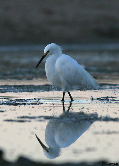 Ameerika siidhaigur (Egretta thula)
Santa Cruz, California

UP
Keywords: snowy egret