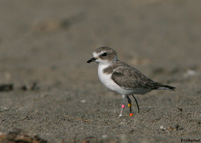 Ameerika mustjalg-tüll (Charadrius alexandrinus nivosus)
Potentsiaalne splitt. Oluliselt heledam kui Euraasia linnud. Moss Landing, California

UP
Keywords: snowy plover