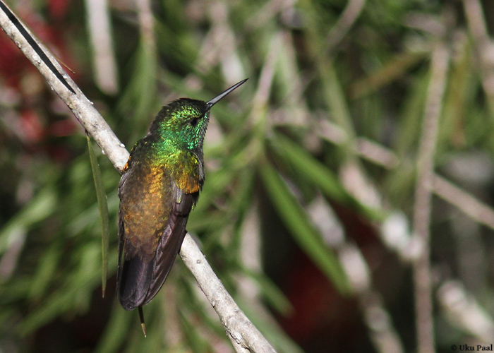 Panama, jaanuar 2014

UP
Keywords: snowy-bellied hummingbird