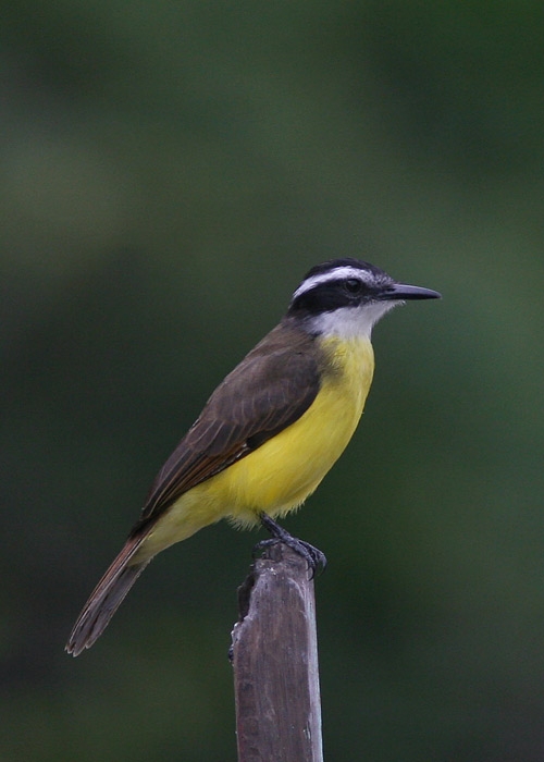 Lesser Kiskadee (Pitangus lictor)
Lesser Kiskadee (Pitangus lictor). Cumaceba lodge. 
RM
