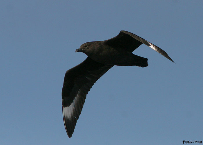 Antarktika änn (Catharacta maccormicki)
Monterey laht, California

UP
Keywords: great polar skua