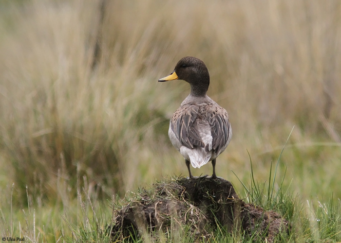 Kolumbia piilpart (Anas flavirostris andium)
Peruu, sügis 2014

UP
Keywords: Speckled teal