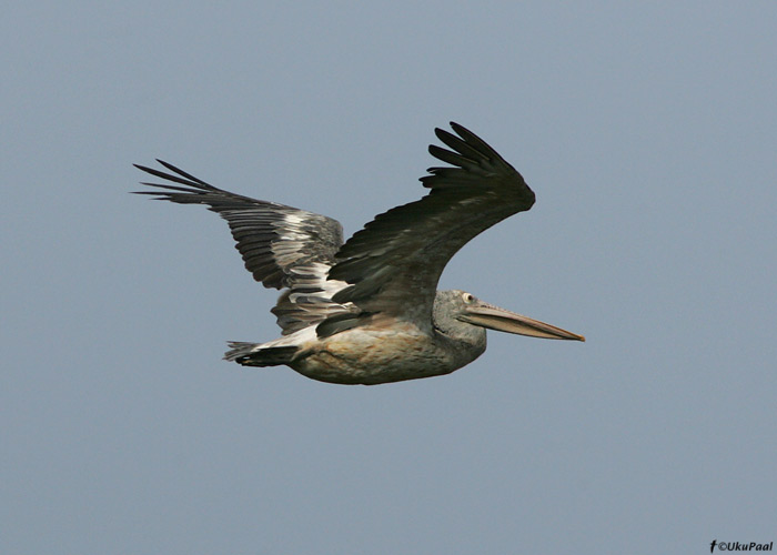 Täpiknokk-pelikan (Pelecanus philippensis) 
Kaziranga NP, aprill 2010

UP
Keywords: spot-billed pelican