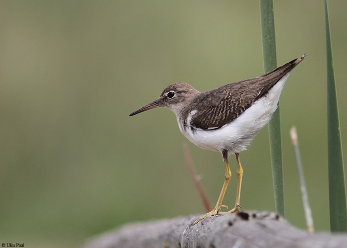 Ameerika vihitaja (Actitis macularius)
Peruu, sügis 2014

UP
Keywords: Spotted sandpiper