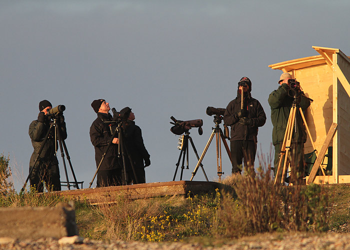 Rändeloendus Ristnas
Rootsi ja Soome vaatlejad Ristnas rännet lugemas
16.5.2011

UP
Keywords: birders