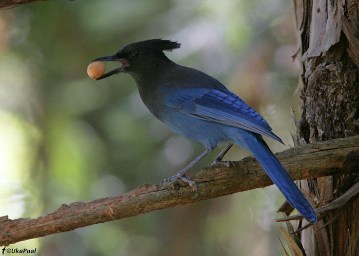 Tutt-sininäär (Cyanocitta stelleri)
Yosemite rahvuspark, California

UP
Keywords: stelle jay