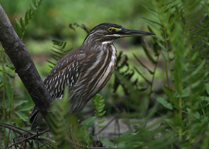 Striated Heron (Butorides striata)
Striated Heron (Butorides striata). Cumaceba lodge 

RM
