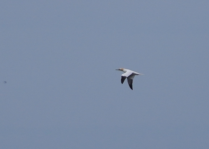 Suula (Morus bassanus)
Kihnu lähistel, 01.05.2022

Pelle Mellov
Keywords: gannet