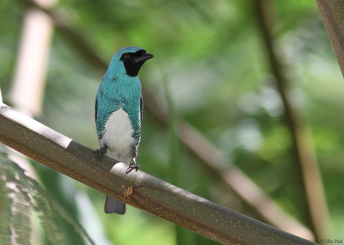 Tersina viridis
Peruu, sügis 2014

UP
Keywords: Swallow tanager