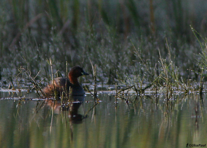 Väikepütt (Tachybaptus ruficollis)
Ilmatsalu, 6.9.2008
Keywords: little grebe