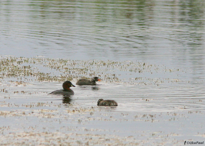 Väikepütt (Tachybaptus ruficollis)
5.9.2008, Ilmatsalu, Tartumaa. Väikepütt võib Eestis pesitseda üsnagi hilja. Nagu käesolevalt pildilt näeb on pojad septembri alguses päris pisikesed.
Keywords: little grebe