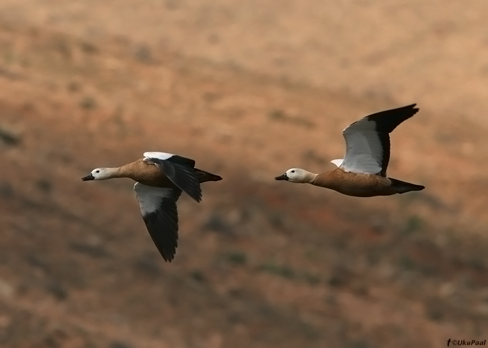 Tulipart (Tadorna ferruginea)
Los Molinos, Fuerteventura, märts 2009

UP
Keywords: shelduck