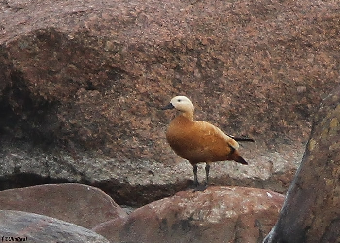 Tulipart (Tadorna ferruginea)
Türisalu pank, Harjumaa, 17.5.2011. Eesti 6. vaatlus.

UP
Keywords: ruddy shelduck