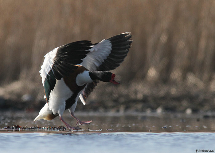 Ristpart (Tadorna tadorna)
Saaremaa, mai 2013

UP
Keywords: shelduck