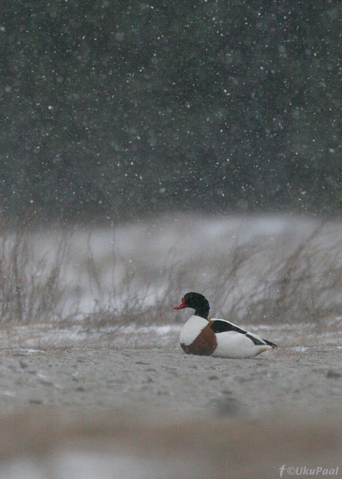 Ristpart (Tadorna tadorna)
Põõsaspea, 26.3.08

Keywords: shelduck