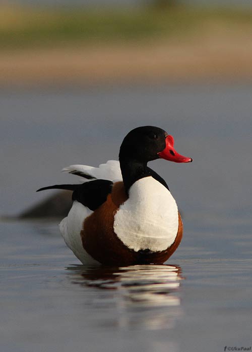 Ristpart (Tadorna tadorna)
Saaremaa, juuni 2012

UP
Keywords: shelduck