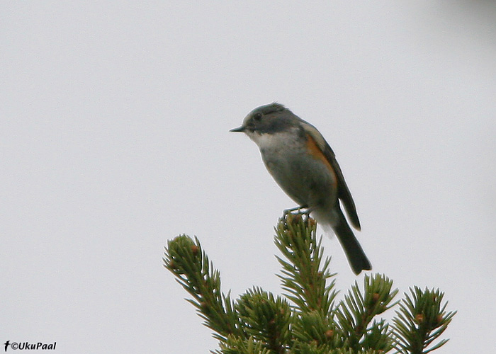 Sinisaba (Tarsiger cyanurus)
Iivaara, Soome, juuni 2008. Kõigi WP listerite soov on Kuusamo piirkonnast see liik kirja saada.
Keywords: bluetail orange-flanked bushrobin