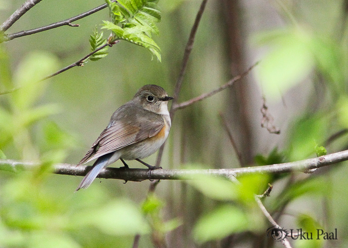 Sinisaba (Tarsiger cyanurus)
Tallinn, 17.05.2022

Uku Paal
Keywords: red-flanked bluetail