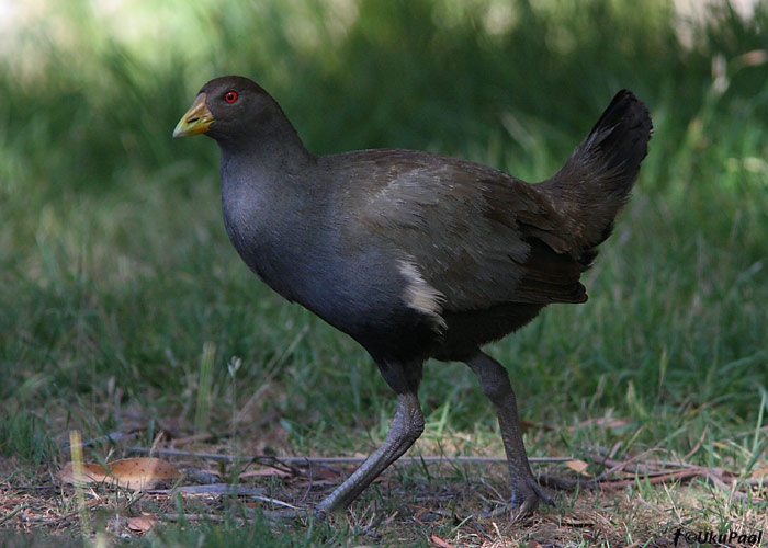 Tasmaania kanatait (Gallinula mortierii)
Waterworks Reservve, Tasmaania, Detsember 2007
Keywords: tasmanian native-hen