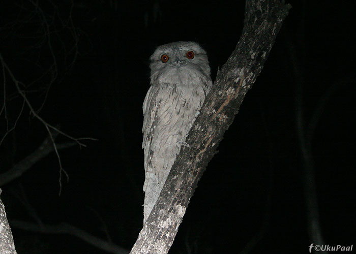 Austraalia konnkurk (Podargus strigoides)
Little Desert NP, Detsember 2007. Konnkurgud inimest ei karda.
Keywords: tawny frogmouth