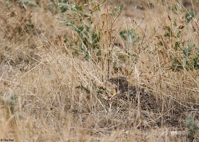 Väiketrapp (Tetrao tetrix)
Suur lind võib ka hõredasse taimestikku hästi varjuda. Hispaania 2014.

UP
Keywords: little bustard