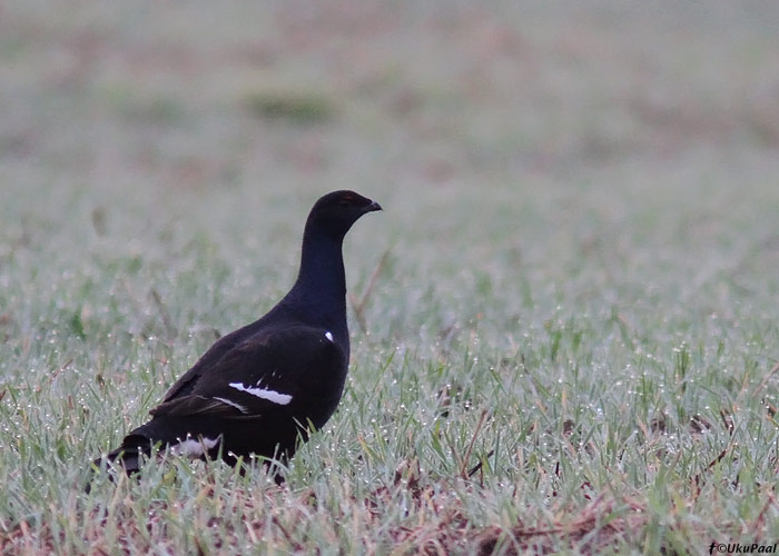 Teder (Tetrao tetrix)
Tartumaa, oktoober 2013

UP 
Keywords: black grouse