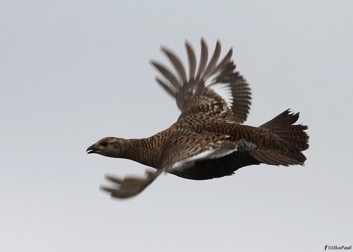 Teder (Tetrao tetrix)
Tartumaa, aprill 2012

UP
Keywords: blakc grouse