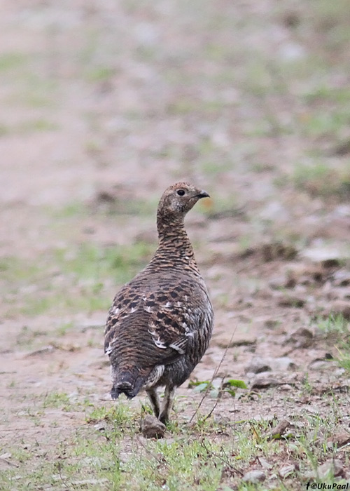 Teder (Tetrao tetrix)
Lääne-Virumaa, september 2013

UP
Keywords: black grouse