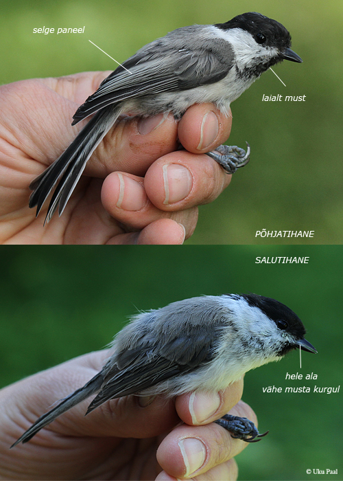 Põhjatihane (Parus montanus) ja salutihane (P. palustris)
Vaibla linnujaam, 7.8.2015. Suve lõpul on need kaks liiki sageli väga räbalas sulestikus ja nende eristamine võib käes keerukas olla. Siiski on mitmed tüüpilised tunnused ka siin hästi näha. Vanuse määramisel on oluline vaadata sabasulgede kuju (eeldab head kogemust).

UP
Keywords: marsh willow tit