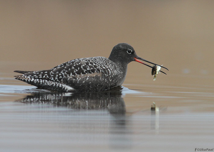 Tumetilder (Tringa erythropus) 
Saaremaa, mai 2013

UP
Keywords: spotted redshank