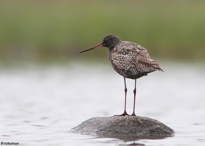 Tumetilder (Tringa erythropus)
Saaremaa, juuni 2010

UP
Keywords: spotted redshank