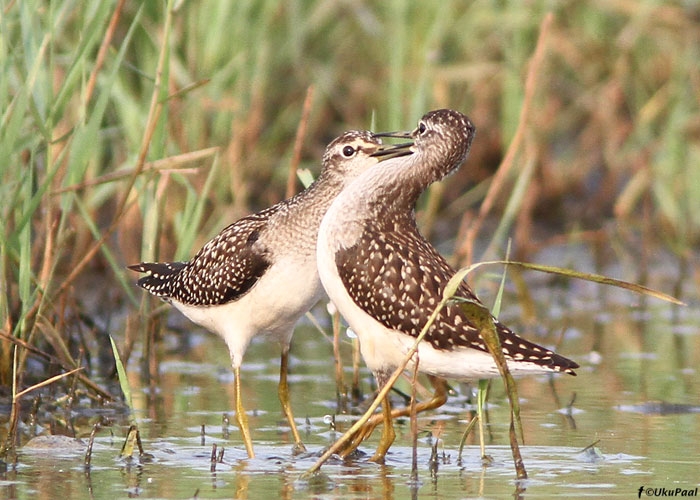 Mudatildrid (Tringa glareola)
Tartumaa, august 2010

UP
Keywords: wood sandpiper