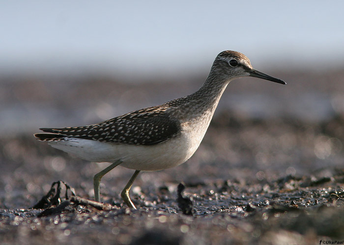 Mudatilder (Tringa glareola)
Läänemaa, juuli 2009

UP
Keywords: wood sandpiper