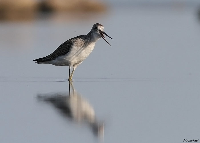 Heletilder (Tringa nebularia)
Läänemaa, august 2012

UP
Keywords: greenshank